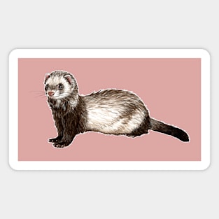 Ferret Magnet